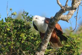 Kania bramińska- Brahminy Kite