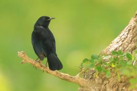 Opocznik - Saxicoloides fulicatus - Indian Robin