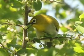 Szlarnik indyjski - Zosterops palpebrosus - Indian White-eye