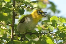 Szlarnik indyjski - Zosterops palpebrosus - Indian White-eye
