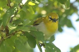 Szlarnik indyjski - Zosterops palpebrosus - Indian White-eye