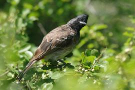 Bilbil czerwonoplamy - Pycnonotus cafer - Red-vented Bulbul