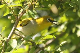 Szlarnik indyjski - Zosterops palpebrosus - Indian White-eye