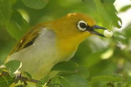 Szlarnik indyjski - Zosterops palpebrosus - Indian White-eye