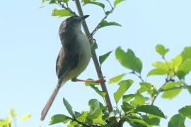 Prinia dżunglowa - Prinia sylvatica - Jungle Prinia