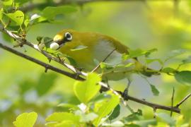 Szlarnik indyjski - Zosterops palpebrosus - Indian White-eye