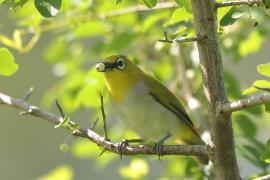 Szlarnik indyjski - Zosterops palpebrosus - Indian White-eye