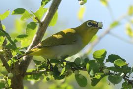Szlarnik indyjski - Zosterops palpebrosus - Indian White-eye