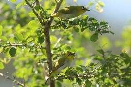Szlarnik indyjski - Zosterops palpebrosus - Indian White-eye