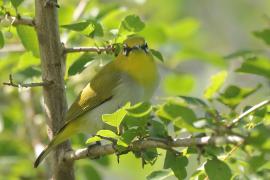 Szlarnik indyjski - Zosterops palpebrosus - Indian White-eye