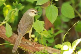 Prinia płowa - Prinia inornata - Plain Prinia