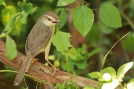 Prinia płowa - Prinia inornata - Plain Prinia