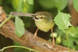 Prinia płowa - Prinia inornata - Plain Prinia