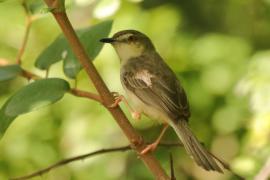 Prinia płowa - Prinia inornata - Plain Prinia