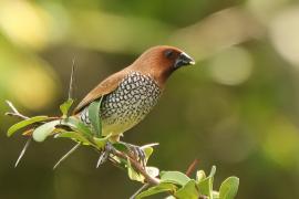 Mniszka muszkatowa - Lonchura punctulata - Scaly-breasted Munia