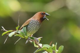 Mniszka muszkatowa - Lonchura punctulata - Scaly-breasted Munia