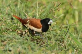 Mniszka kapturowa - Lonchura malacca - Tricoloured Munia
