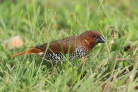 Mniszka muszkatowa - Lonchura punctulata - Scaly-breasted Munia