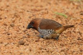 Mniszka muszkatowa - Lonchura punctulata - Scaly-breasted Munia