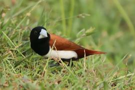 Mniszka kapturowa - Lonchura malacca - Tricoloured Munia