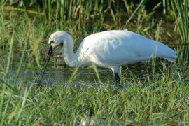 Warzęcha - Platalea leucorodia - Eurasian Spoonbill