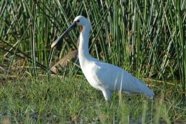 Warzęcha - Platalea leucorodia - Eurasian Spoonbill