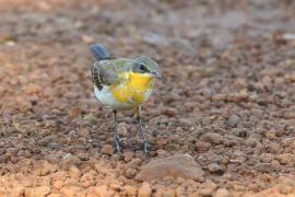 Pliszka żółta - Motacilla flava - Yellow Wagtail