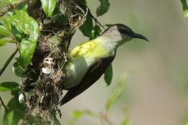 Nektarnik żółtobrzuchy - Leptocoma zeylonica - Purple-rumped Sunbird