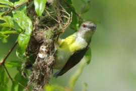 Nektarnik żółtobrzuchy - Leptocoma zeylonica - Purple-rumped Sunbird