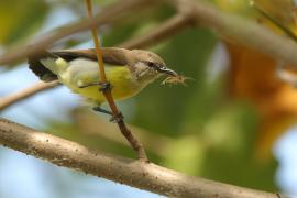 Nektarnik żółtobrzuchy - Leptocoma zeylonica - Purple-rumped Sunbird