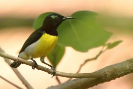 Nektarnik żółtobrzuchy - Leptocoma zeylonica - Purple-rumped Sunbird