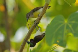Nektarnik żółtobrzuchy - Leptocoma zeylonica - Purple-rumped Sunbird