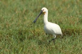 Warzęcha - Platalea leucorodia - Eurasian Spoonbill