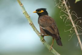 Majna brunatna - Acridotheres tristis - Common Myna