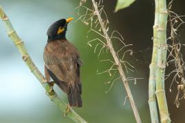 Majna brunatna - Acridotheres tristis - Common Myna