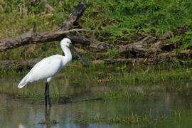 Warzęcha - Platalea leucorodia - Eurasian Spoonbill