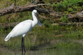 Warzęcha - Platalea leucorodia - Eurasian Spoonbill
