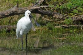Warzęcha - Platalea leucorodia - Eurasian Spoonbill