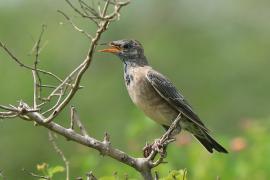 Pasterz - Sturnus roseus - Rosy Starling