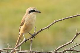 Dzierzba brązowa - Lanius cristatus - Brown Shrike