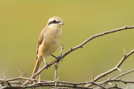 Dzierzba brązowa - Lanius cristatus - Brown Shrike