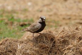 Pustynka szarawa - Eremopterix griseus - Ashy-crowned Sparrow Lark