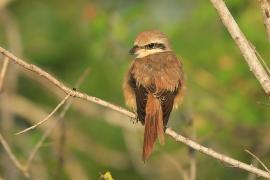 Dzierzba brązowa - Lanius cristatus - Brown Shrike