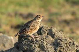 Skowroniec indyjski - Mirafra affinis - Jerdon's Lark