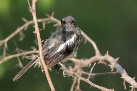 Sroczek zmienny - Copsychus saularis - Oriental Magpie-Robin
