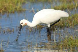 Warzęcha - Platalea leucorodia - Eurasian Spoonbill
