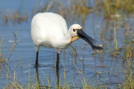 Warzęcha - Platalea leucorodia - Eurasian Spoonbill