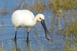 Warzęcha - Platalea leucorodia - Eurasian Spoonbill