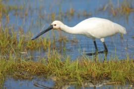 Warzęcha - Platalea leucorodia - Eurasian Spoonbill