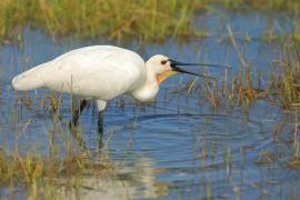 Warzęcha - Platalea leucorodia - Eurasian Spoonbill